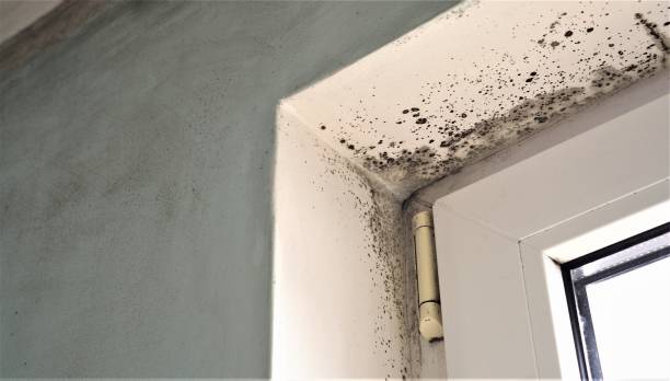 Mold Documentation for Insurance Claims in Salamatof, AK